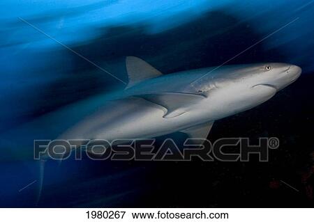 Caribbean, Bahamas, Caribbean Reef Shark (Carcharhinus Perezi). View Large Photo Image Stock Photo - Caribbean, Bahamas, Caribbean Reef Shark (Carcharhinus Perezi).. Fotosearch