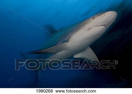 Stock Photo - Caribbean, Bahamas, Caribbean Reef Shark (Carcharhinus Perezi).. Fotosearch
