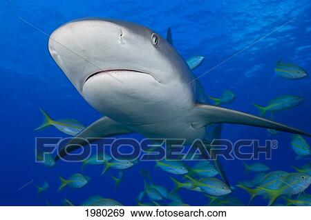 Stock Photo - Caribbean, Bahamas, Caribbean Reef Shark (Carcharhinus Perezi) With Fish.. Fotosearch