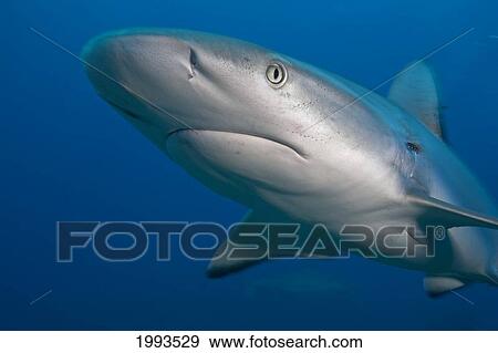 Caribbean, Bahamas, Caribbean Reef Shark (Carcharhinus Perezi) View Large Photo Image Stock Photo - Caribbean, Bahamas, Caribbean Reef Shark (Carcharhinus Perezi). Fotosearch