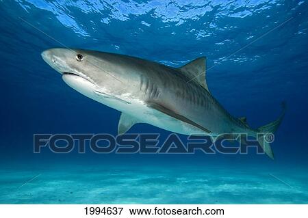 Caribbean, Bahamas, Caribbean Reef Shark (Carcharhinus Perezi) View Large Photo Image Stock Photo - Caribbean, Bahamas, Caribbean Reef Shark (Carcharhinus Perezi). Fotosearch