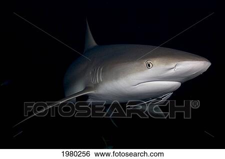 Caribbean, Bahamas, Caribbean Reef Sharks (Carcharhinus Perezi), With Remora In Dark Water. View Large Photo Image Stock Photograph - Caribbean, Bahamas, Caribbean Reef Sharks (Carcharhinus Perezi), With Remora In Dark Water.. Fotosearch