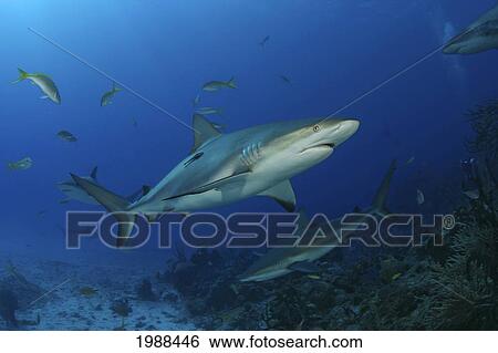 Caribbean, Bahamas, Caribbean Reef Sharks (Carcharhinus Perezi) Over Coral Reef View Large Photo Image Stock Photograph - Caribbean, Bahamas, Caribbean Reef Sharks (Carcharhinus Perezi) Over Coral Reef. Fotosearch