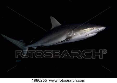 Stock Photography - Caribbean, Bahamas, Caribbean Reef Sharks (Carcharhinus Perezi) In Dark Water.. Fotosearch