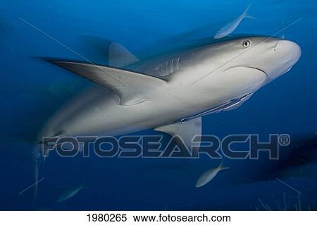 Stock Photography - Caribbean, Bahamas, Caribbean Reef Shark (Carcharhinus Perezi).. Fotosearch