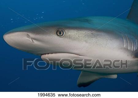 Caribbean, Bahamas, Caribbean Reef Shark (Carcharhinus Perezi) View Large Photo Image Stock Photography - Caribbean, Bahamas, Caribbean Reef Shark (Carcharhinus Perezi). Fotosearch