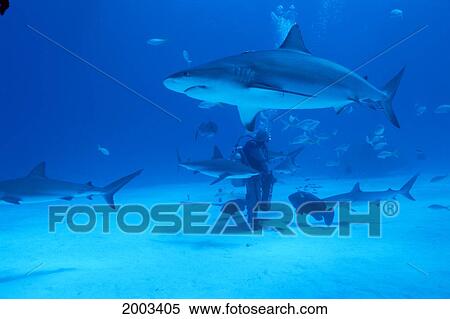 Caribbean, Bahamas, Caribbean Sharks Feeding, (Carcharhinus Perezi) Diver With Bait View Large Photo Image Stock Photography - Caribbean, Bahamas, Caribbean Sharks Feeding, (Carcharhinus Perezi) Diver With Bait. Fotosearch