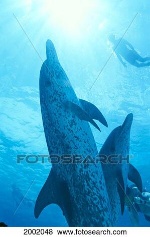 Caribbean, Bahamas, Close-Up Of Pair Spotted Dolphins, Sunburst (Stenella Plagiodon) Snorkeler View Large Photo Image Stock Photo - Caribbean, Bahamas, Close-Up Of Pair Spotted Dolphins, Sunburst (Stenella Plagiodon) Snorkeler. Fotosearch
