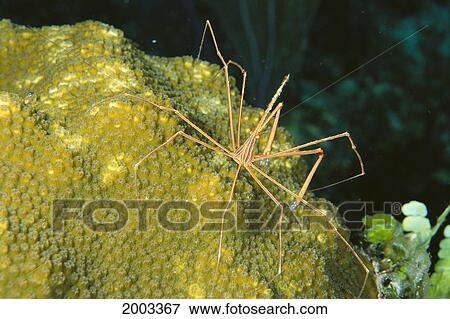 Caribbean, Bahamas, Close-Up Of Spider Crab On Coral View Large Photo Image Stock Photo - Caribbean, Bahamas, Close-Up Of Spider Crab On Coral. Fotosearch