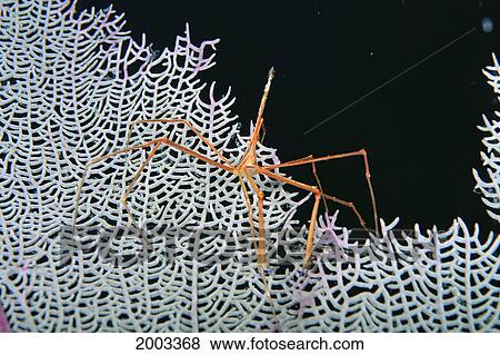 Caribbean, Bahamas, Close-Up Of Spider Crab On White Textured Background Against Black View Large Photo Image Stock Photo - Caribbean, Bahamas, Close-Up Of Spider Crab On White Textured Background Against Black. Fotosearch