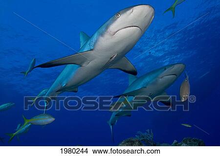 Picture - Caribbean, Bahamas, Little Bahama Bank, Lemon Sharks (Negaprion Brevirostris) With Fish And Remora.. Fotosearch