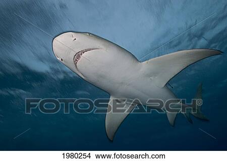 Picture - Caribbean, Bahamas, Little Bahama Bank, Lemon Shark (Negaprion Brevirostris), View From Below.. Fotosearch
