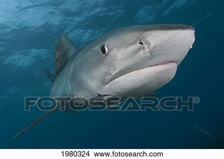 Picture - Caribbean, Bahamas, Little Bahama Bank, 14 Foot Tiger Shark [Galeocerdo Cuvier], With Remora.. Fotosearch