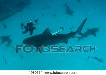 Picture - Caribbean, Bahamas, Little Bahama Bank, 14 Foot Tiger Shark [Galeocerdo Cuvier], Diver Taking Photograph.. Fotosearch