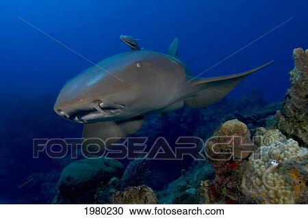 Stock Image - Caribbean, Bahamas, Little Bahama Bank, Nurse Shark (Nebrius Ferrugineus) Over Coral Reef.. Fotosearch