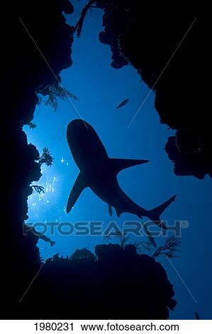 Caribbean, Bahamas, Little Bahama Bank, Lemon Shark (Negaprion Brevirostris), Silhouette, View From Below. View Large Photo Image Stock Image - Caribbean, Bahamas, Little Bahama Bank, Lemon Shark (Negaprion Brevirostris), Silhouette, View From Below.. Fotosearch