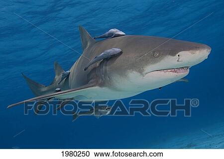 Stock Image - Caribbean, Bahamas, Little Bahama Bank, Lemon Shark (Negaprion Brevirostris) With Remora.. Fotosearch
