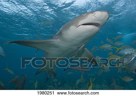 Caribbean, Bahamas, Little Bahama Bank, Lemon Shark (Negaprion Brevirostris) With Fish And Remora. View Large Photo Image Stock Image - Caribbean, Bahamas, Little Bahama Bank, Lemon Shark (Negaprion Brevirostris) With Fish And Remora.. Fotosearch
