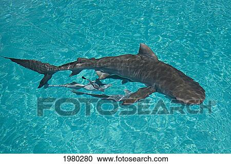 Stock Image - Caribbean, Bahamas, Little Bahama Bank, 14 Foot Tiger Shark [Galeocerdo Cuvier], View From Above Water.. Fotosearch