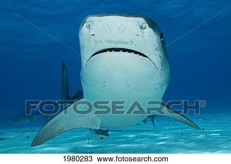 Stock Image - Caribbean, Bahamas, Little Bahama Bank, 14 Foot Tiger Shark [Galeocerdo Cuvier].. Fotosearch
