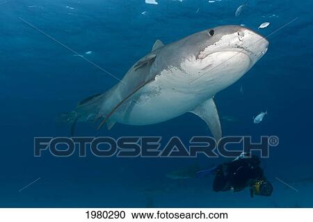 Stock Image - Caribbean, Bahamas, Little Bahama Bank, 15 Foot Tiger Shark [Galeocerdo Cuvier], Diver Swimming Next To It.. Fotosearch