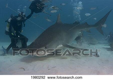 Stock Image - Caribbean, Bahamas, Little Bahama Bank, 16 Foot Tiger Shark [Galeocerdo Cuvier], Diver Close Next To It.. Fotosearch