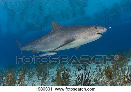 Stock Image - Caribbean, Bahamas, Little Bahama Bank, 14 Foot Tiger Shark [Galeocerdo Cuvier].. Fotosearch