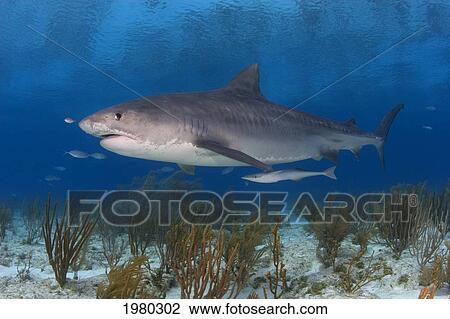 Stock Image - Caribbean, Bahamas, Little Bahama Bank, 14 Foot Tiger Shark [Galeocerdo Cuvier].. Fotosearch