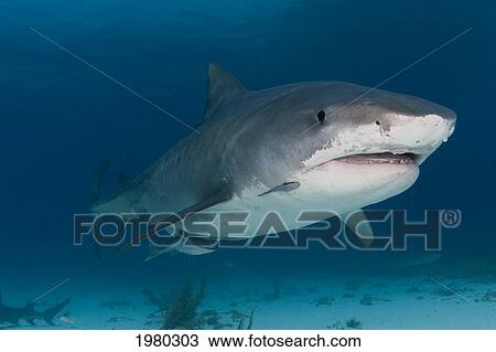 Stock Image - Caribbean, Bahamas, Little Bahama Bank, 14 Foot Tiger Shark [Galeocerdo Cuvier].. Fotosearch
