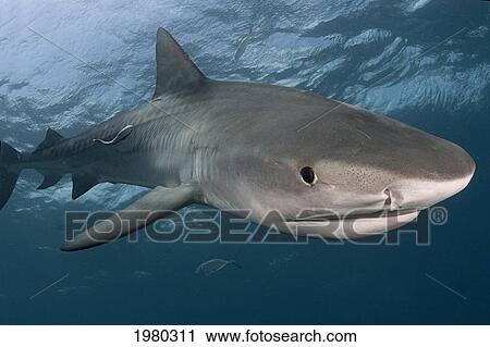 Stock Image - Caribbean, Bahamas, Little Bahama Bank, 14 Foot Tiger Shark [Galeocerdo Cuvier].. Fotosearch