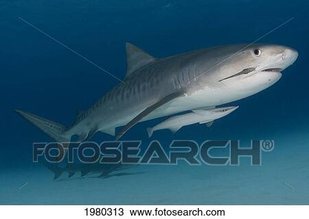 Stock Image - Caribbean, Bahamas, Little Bahama Bank, 14 Foot Tiger Shark [Galeocerdo Cuvier], With Remora.. Fotosearch