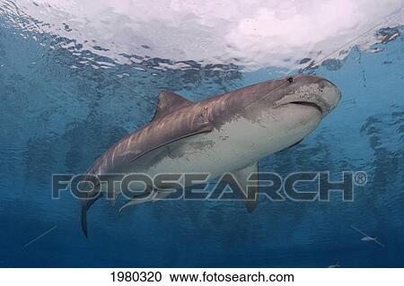 Stock Image - Caribbean, Bahamas, Little Bahama Bank, 14 Foot Tiger Shark [Galeocerdo Cuvier], With Remora.. Fotosearch