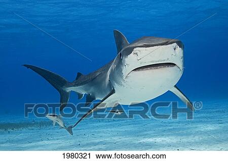 Stock Image - Caribbean, Bahamas, Little Bahama Bank, 14 Foot Tiger Shark [Galeocerdo Cuvier], With Remora.. Fotosearch