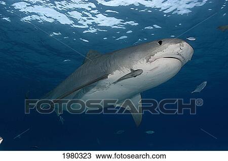 Stock Image - Caribbean, Bahamas, Little Bahama Bank, 16 Foot Tiger Shark [Galeocerdo Cuvier], With Remora.. Fotosearch