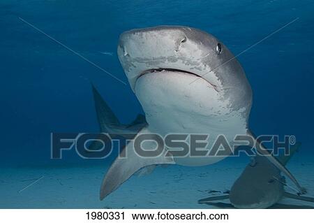 Stock Image - Caribbean, Bahamas, Little Bahama Bank, 14 Foot Tiger Shark [Galeocerdo Cuvier]. Fotosearch
