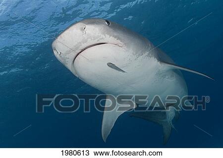 Stock Image - Caribbean, Bahamas, Little Bahama Bank, 16 Foot Tiger Shark [Galeocerdo Cuvier], With Remora.. Fotosearch