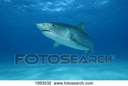 Stock Image - Caribbean, Bahamas, Little Bahama Bank, 14 Foot Tiger Shark [Galeocerdo Cuvier]. Fotosearch