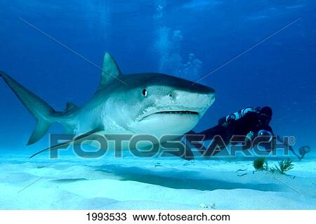 Stock Image - Caribbean, Bahamas, Little Bahama Bank, 14 Foot Tiger Shark [Galeocerdo Cuvier] And Diver. Fotosearch