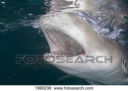 Caribbean, Bahamas, Little Bahama Bank, Lemon Shark (Negaprion Brevirostris) Close-Up Near Surface, Mouth Open. View Large Photo Image Stock Photo - Caribbean, Bahamas, Little Bahama Bank, Lemon Shark (Negaprion Brevirostris) Close-Up Near Surface, Mouth Open.. Fotosearch