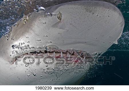 Caribbean, Bahamas, Little Bahama Bank, Lemon Shark (Negaprion Brevirostris) Close-Up Near Surface. View Large Photo Image Stock Photo - Caribbean, Bahamas, Little Bahama Bank, Lemon Shark (Negaprion Brevirostris) Close-Up Near Surface.. Fotosearch