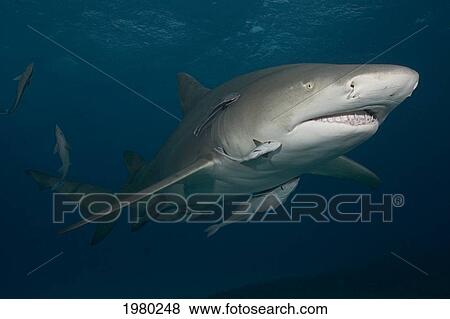 Stock Photo - Caribbean, Bahamas, Little Bahama Bank, Lemon Shark (Negaprion Brevirostris) With Remora.. Fotosearch