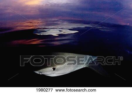 Stock Photo - Caribbean, Bahamas, Little Bahama Bank, 14 Foot Tiger Shark [Galeocerdo Cuvier], Split Image At Sunset.. Fotosearch
