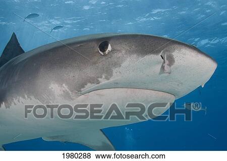 Stock Photo - Caribbean, Bahamas, Little Bahama Bank, 14 Foot Tiger Shark [Galeocerdo Cuvier].. Fotosearch