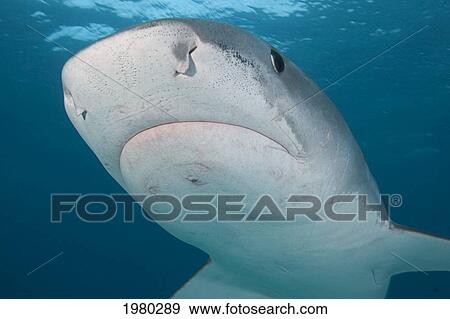 Stock Photo - Caribbean, Bahamas, Little Bahama Bank, 14 Foot Tiger Shark [Galeocerdo Cuvier].. Fotosearch