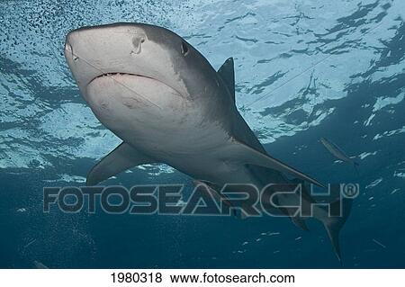 Stock Photo - Caribbean, Bahamas, Little Bahama Bank, 14 Foot Tiger Shark [Galeocerdo Cuvier], With Remora.. Fotosearch