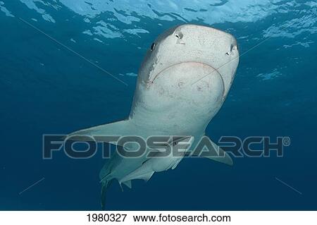 Stock Photo - Caribbean, Bahamas, Little Bahama Bank, 14 Foot Tiger Shark [Galeocerdo Cuvier], With Remora.. Fotosearch