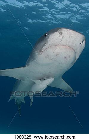 Stock Photo - Caribbean, Bahamas, Little Bahama Bank, 14 Foot Tiger Shark [Galeocerdo Cuvier], With Remora.. Fotosearch