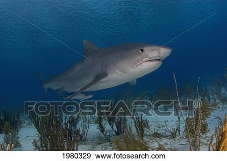Stock Photo - Caribbean, Bahamas, Little Bahama Bank, 14 Foot Tiger Shark [Galeocerdo Cuvier], Near Seafloor With Vegetation.. Fotosearch