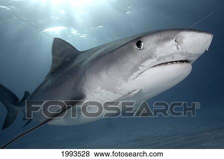 Stock Photo - Caribbean, Bahamas, Little Bahama Bank, 14 Foot Tiger Shark [Galeocerdo Cuvier]. Fotosearch