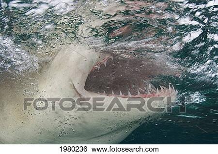 Stock Photograph - Caribbean, Bahamas, Little Bahama Bank, Lemon Shark (Negaprion Brevirostris) Close-Up Near Surface, Mouth Open.. Fotosearch